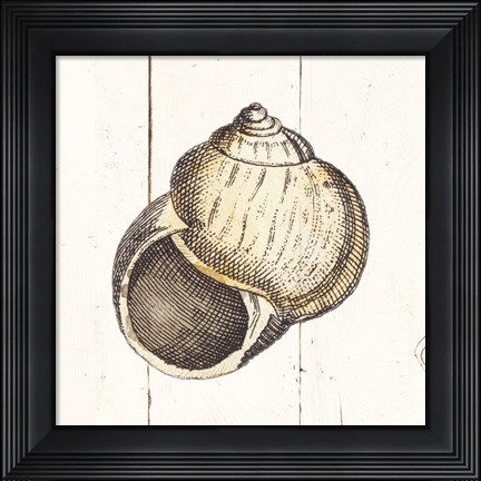 Framed Shell Sketches II Shiplap Print