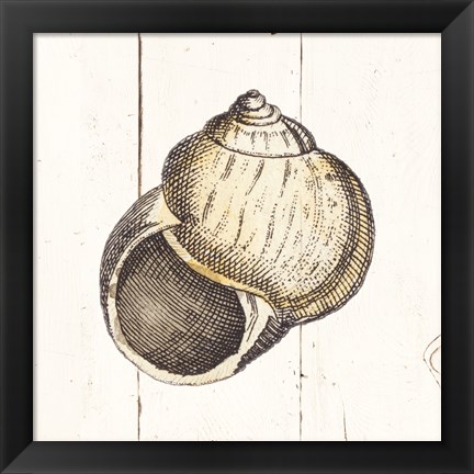 Framed Shell Sketches II Shiplap Print