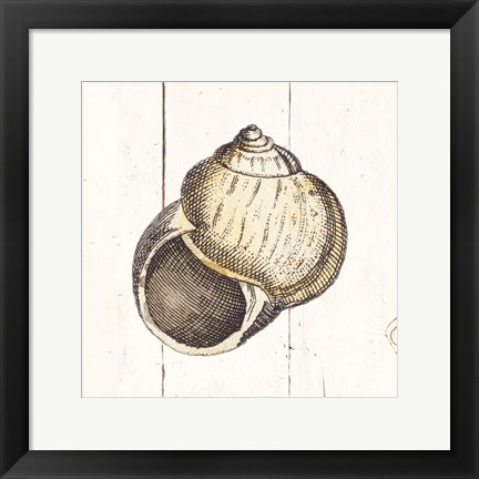 Framed Shell Sketches II Shiplap Print