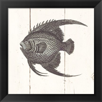 Framed Fish Sketches IV Shiplap Print