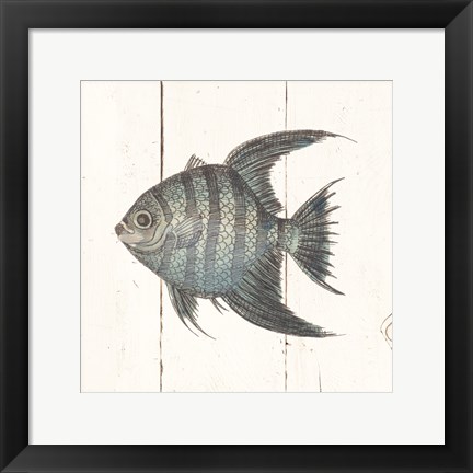 Framed Fish Sketches II Shiplap Print