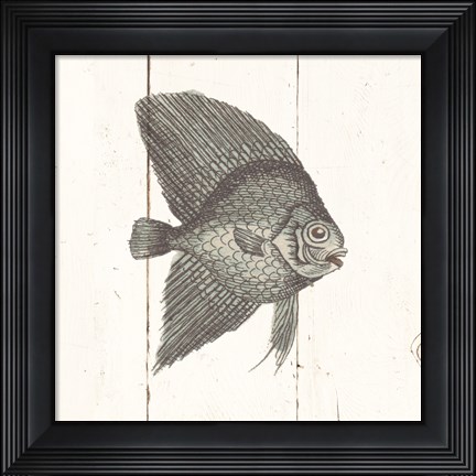 Framed Fish Sketches III Shiplap Print