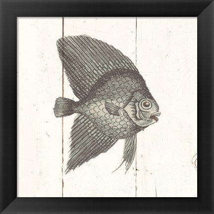 Framed Fish Sketches III Shiplap Print