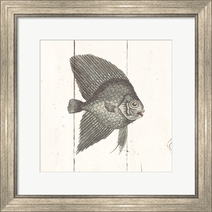 Framed Fish Sketches III Shiplap Print