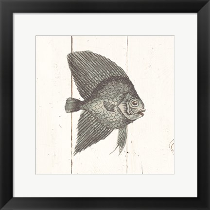 Framed Fish Sketches III Shiplap Print