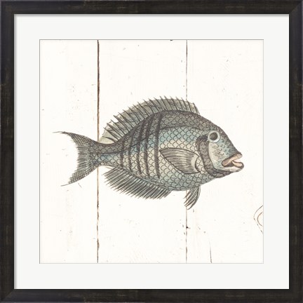 Framed Fish Sketches I Shiplap Print