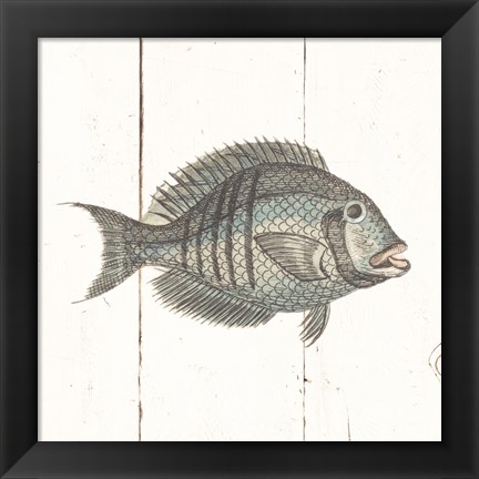 Framed Fish Sketches I Shiplap Print