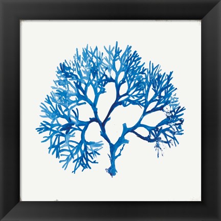 Framed Blue Coral II Print