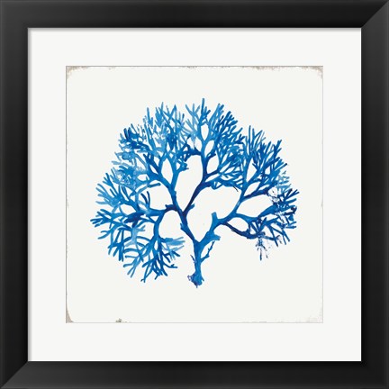 Framed Blue Coral II Print