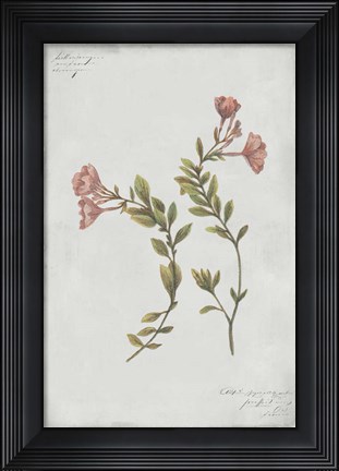 Framed Botanical I Print
