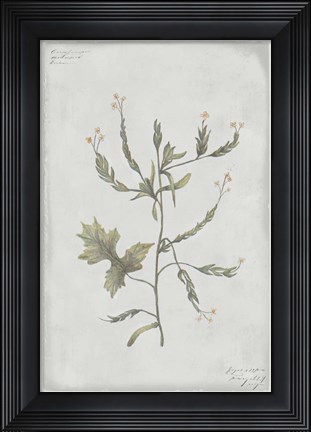Framed Botanical II Print
