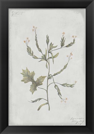 Framed Botanical II Print