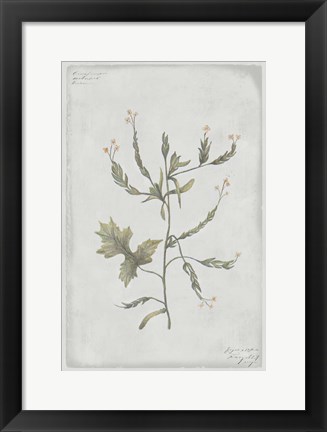 Framed Botanical II Print