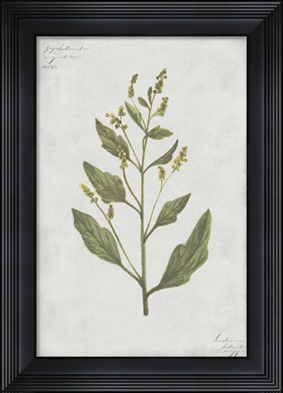Framed Botanical III Print