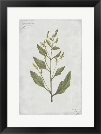 Framed Botanical III Print