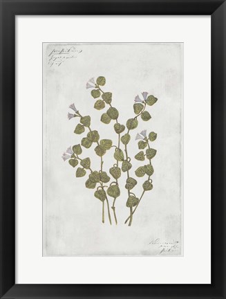 Framed Botanical IV Print