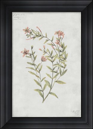 Framed Botanical V Print