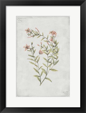 Framed Botanical V Print