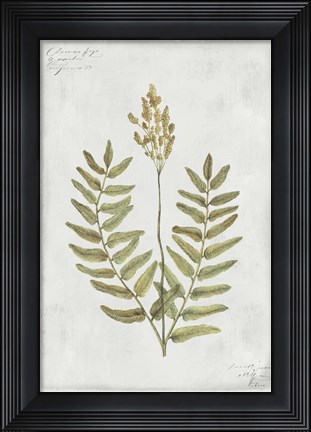Framed Botanical VI Print