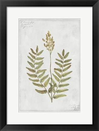 Framed Botanical VI Print