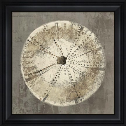 Framed Sand Dollar IB Print