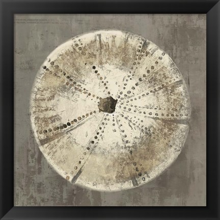 Framed Sand Dollar IB Print