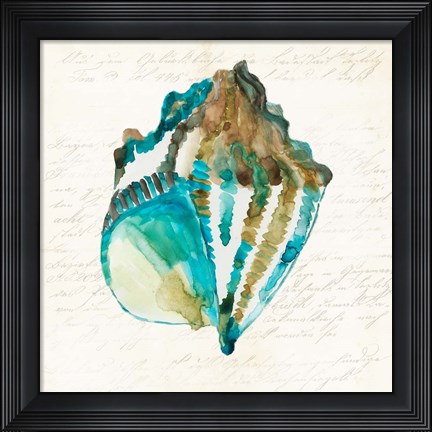 Framed Shell Print