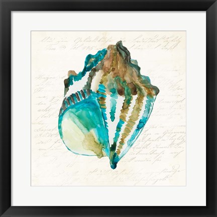 Framed Shell Print