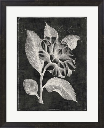 Framed Black Botanical II Print