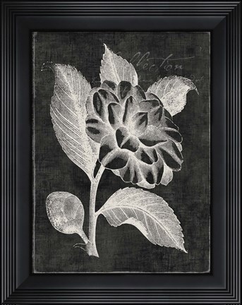 Framed Black Botanical II Print