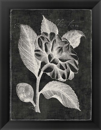 Framed Black Botanical II Print