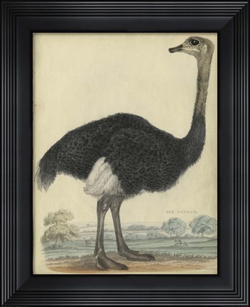 Framed Ostrich Print