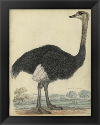 Framed Ostrich Print