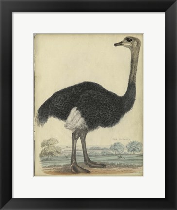 Framed Ostrich Print