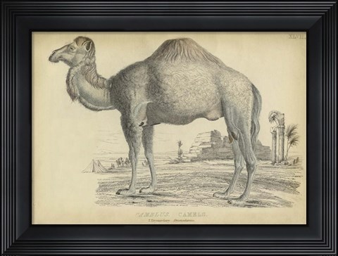 Framed Camel Bactarnian Print