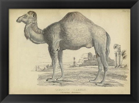 Framed Camel Bactarnian Print