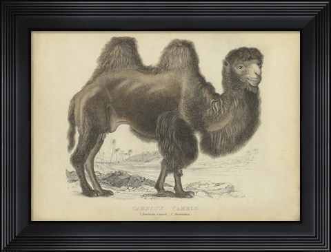 Framed Camel Dromedary Print