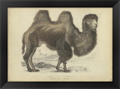 Framed Camel Dromedary Print