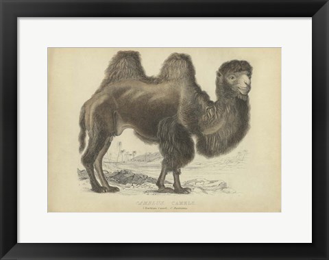 Framed Camel Dromedary Print