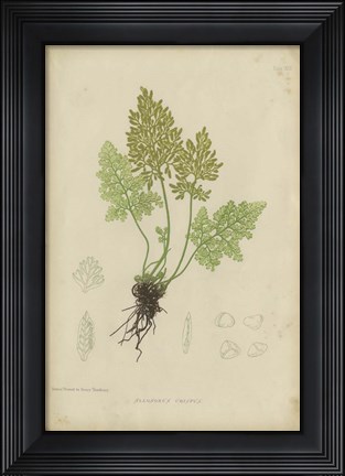 Framed Roots Print