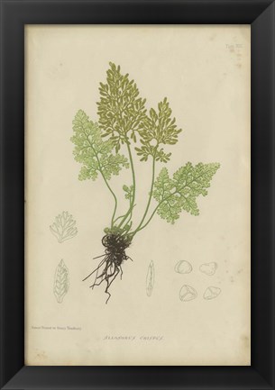 Framed Roots Print