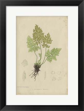 Framed Roots Print