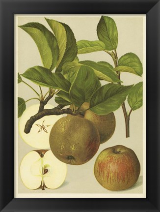 Framed Russet Apples I Print