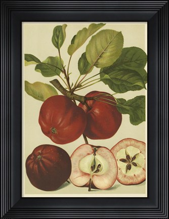 Framed Red Veli Apples II Print