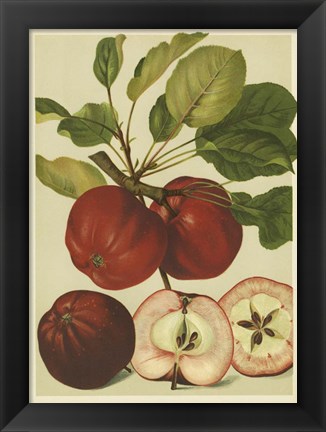 Framed Red Veli Apples II Print