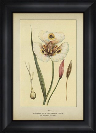 Framed Mariposalily Print