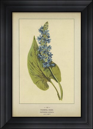 Framed Pickerel Weed Print