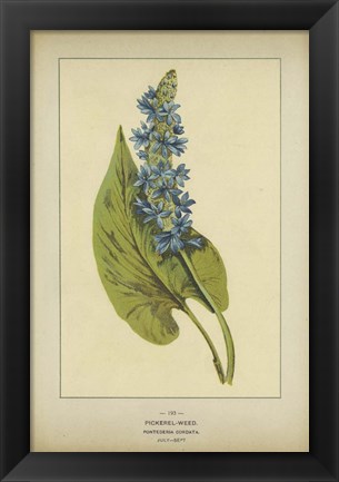 Framed Pickerel Weed Print