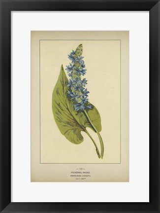 Framed Pickerel Weed Print