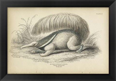 Framed Great Anteater Print